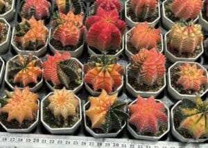 7 Jenis Kaktus Mini Paling Populer untuk Dekorasi Rumah dan Meja Kerja